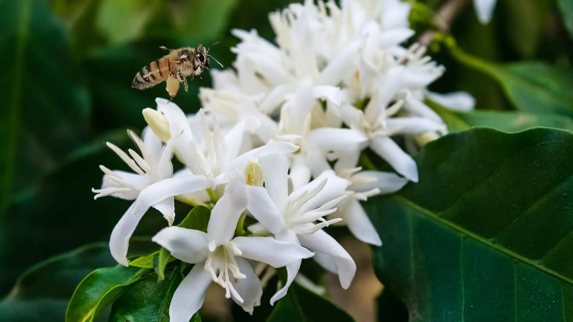 Coffee  pollinators